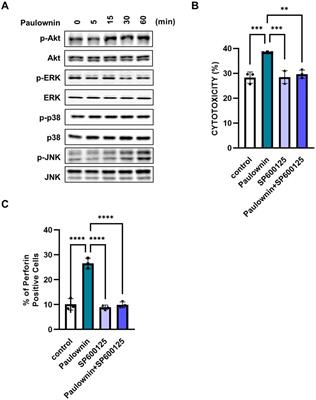 Paulownin elicits anti-tumor effects by enhancing NK cell cytotoxicity through JNK pathway activation